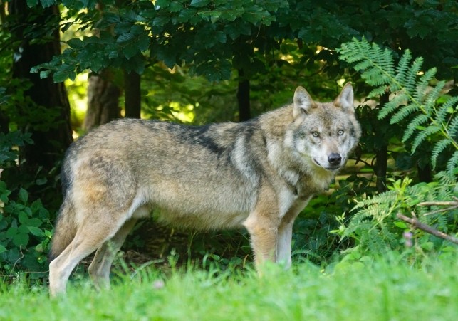 Wilk europejski